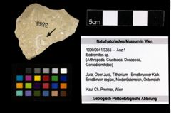 Foto (Objekt + Etiketten) von Eodromites sp. 